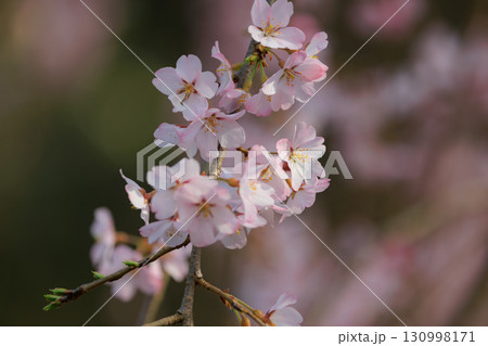 出会いと別れを彩る日本の花 サクラ 出会いと別れを彩る日本の花 サクラ 130998171