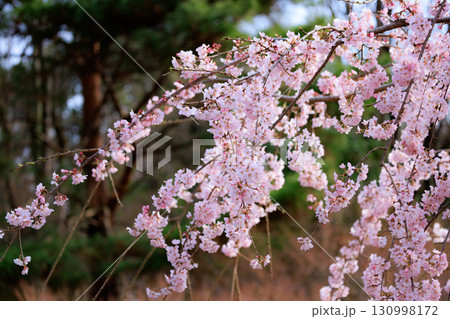 出会いと別れを彩る日本の花　サクラ 130998172