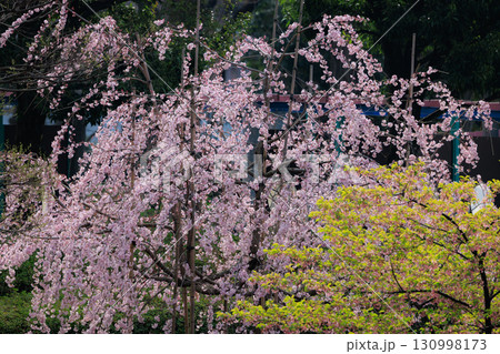 出会いと別れを彩る日本の花 サクラ 出会いと別れを彩る日本の花 サクラ 130998173
