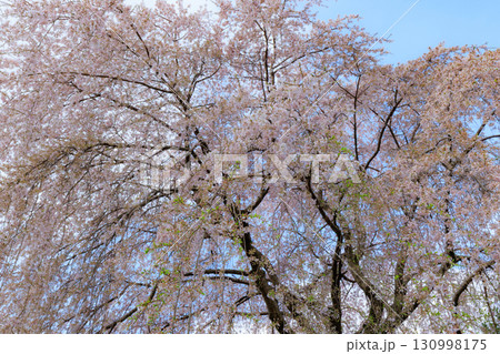 出会いと別れを彩る日本の花 サクラ 出会いと別れを彩る日本の花 サクラ 130998175