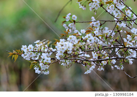 出会いと別れを彩る日本の花　サクラ 130998184