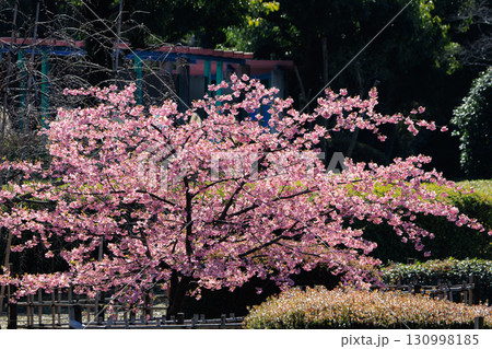 出会いと別れを彩る日本の花　サクラ 130998185