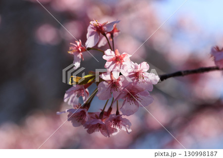 出会いと別れを彩る日本の花 サクラ 出会いと別れを彩る日本の花 サクラ 130998187