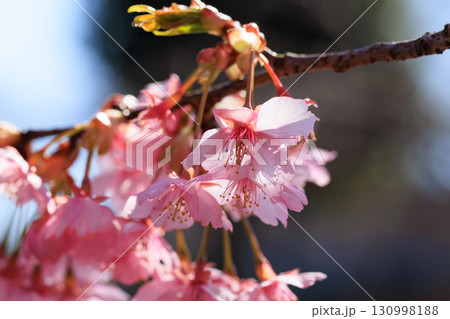 出会いと別れを彩る日本の花　サクラ 130998188