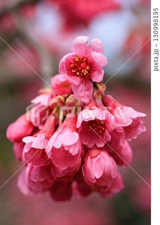 出会いと別れを彩る日本の花 サクラ 出会いと別れを彩る日本の花 サクラ 130998195