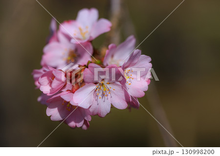 出会いと別れを彩る日本の花　サクラ 130998200