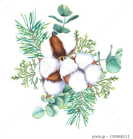Watercolor illustration of cotton flowers bolls, spruce twigs and eucalyptus branches and thuja. Drawing of botanical elements on isolated background for festive decor, holiday cards or invitations. 130998211
