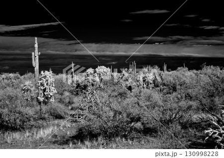 Black and White Sonoran Desert Arizona 130998228