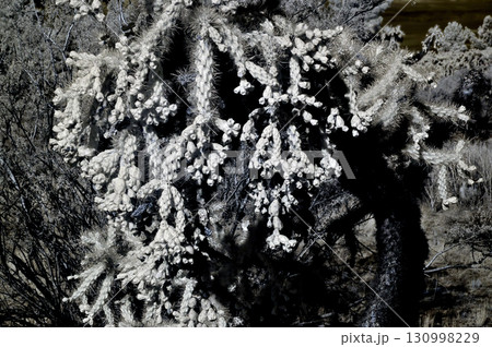 Infrared Cholla cactus, Sonora Desert, Mid Spring Infrared Cholla cactus, Sonora Desert, Mid Spring 130998229