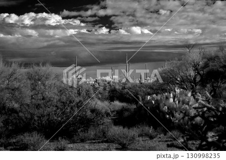 Black and White Sonoran Desert Arizona 130998235