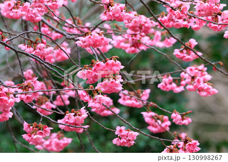出会いと別れを彩る日本の花　サクラ 130998267