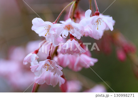 出会いと別れを彩る日本の花　サクラ 130998271