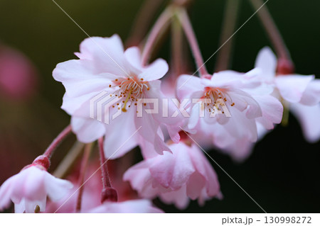 出会いと別れを彩る日本の花　サクラ 130998272