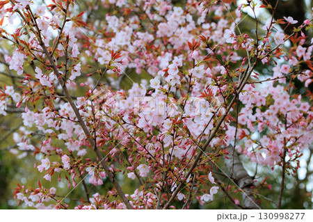 出会いと別れを彩る日本の花　サクラ 130998277