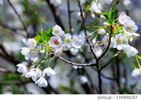 出会いと別れを彩る日本の花 サクラ 出会いと別れを彩る日本の花 サクラ 130998287