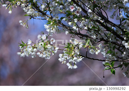 出会いと別れを彩る日本の花 サクラ 出会いと別れを彩る日本の花 サクラ 130998292