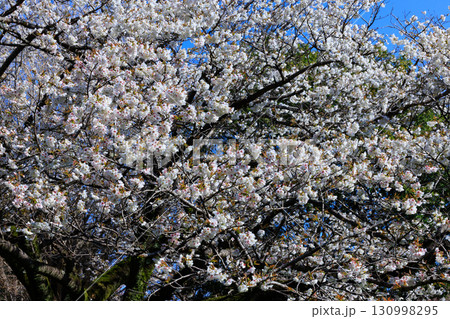 出会いと別れを彩る日本の花　サクラ 130998295