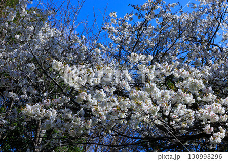 出会いと別れを彩る日本の花　サクラ 130998296