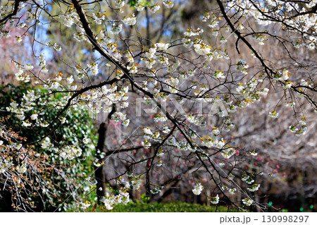 出会いと別れを彩る日本の花 サクラ 出会いと別れを彩る日本の花 サクラ 130998297