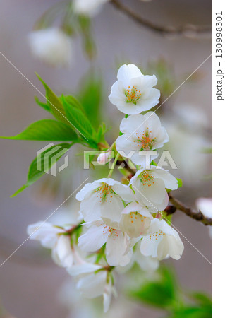 出会いと別れを彩る日本の花　サクラ 130998301