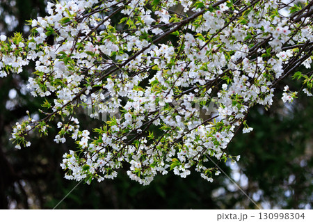 出会いと別れを彩る日本の花　サクラ 130998304