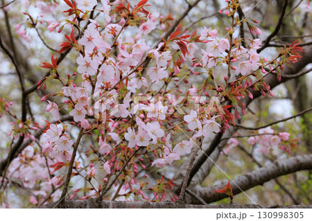 出会いと別れを彩る日本の花　サクラ 130998305
