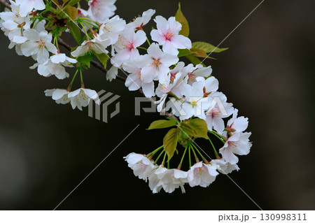 出会いと別れを彩る日本の花 サクラ 出会いと別れを彩る日本の花 サクラ 130998311