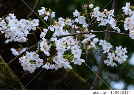 出会いと別れを彩る日本の花 サクラ 出会いと別れを彩る日本の花 サクラ 130998314
