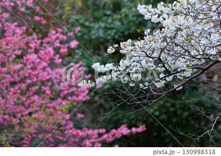 出会いと別れを彩る日本の花　サクラ 130998318