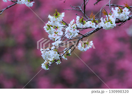 出会いと別れを彩る日本の花　サクラ 130998320