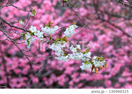 出会いと別れを彩る日本の花　サクラ 130998325