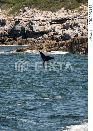 Whale tail above water in the Atlantic Ocean near coast. 130998343