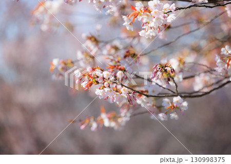 出会いと別れを彩る日本の花　サクラ 130998375