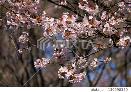 出会いと別れを彩る日本の花　サクラ 130998380