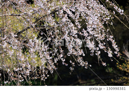 出会いと別れを彩る日本の花　サクラ 130998381