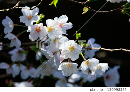 出会いと別れを彩る日本の花　サクラ 130998385
