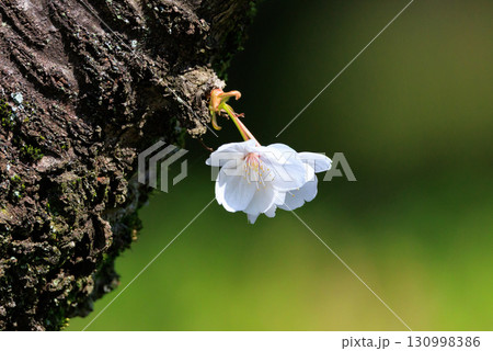出会いと別れを彩る日本の花　サクラ 130998386