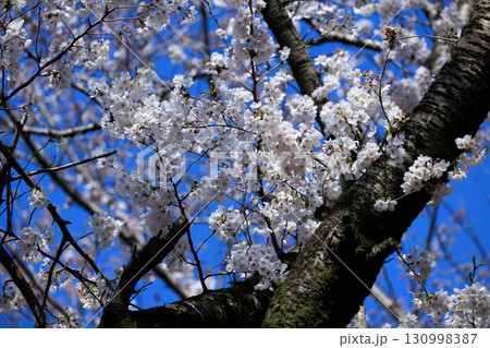 出会いと別れを彩る日本の花　サクラ 130998387