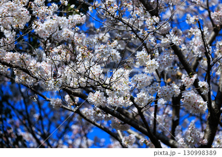 出会いと別れを彩る日本の花　サクラ 130998389