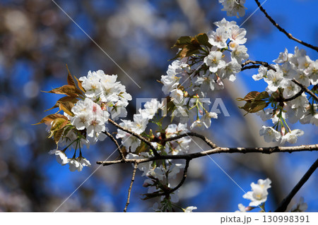 出会いと別れを彩る日本の花　サクラ 130998391