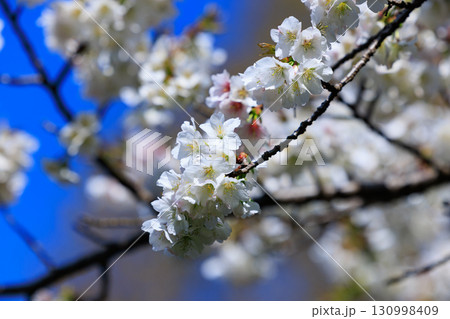 出会いと別れを彩る日本の花　サクラ 130998409