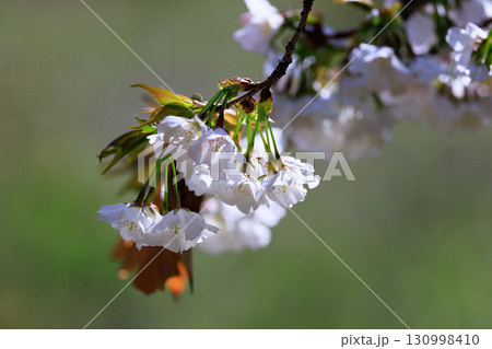 出会いと別れを彩る日本の花　サクラ 130998410