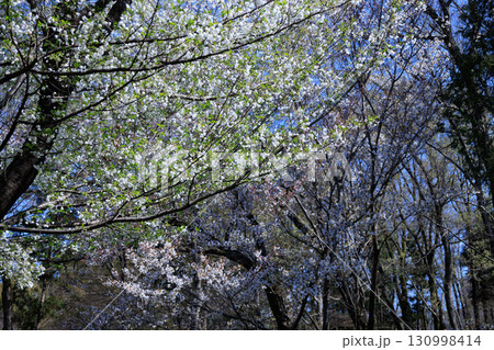 出会いと別れを彩る日本の花 サクラ 出会いと別れを彩る日本の花 サクラ 130998414