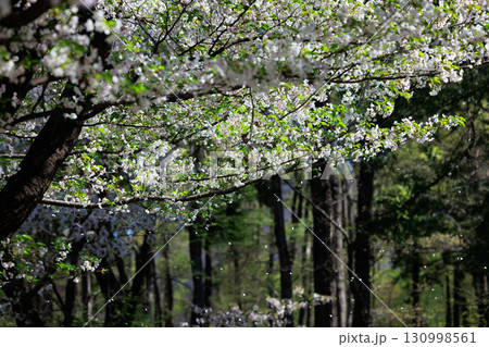 出会いと別れを彩る日本の花　サクラ 130998561