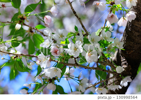 出会いと別れを彩る日本の花　サクラ 130998564