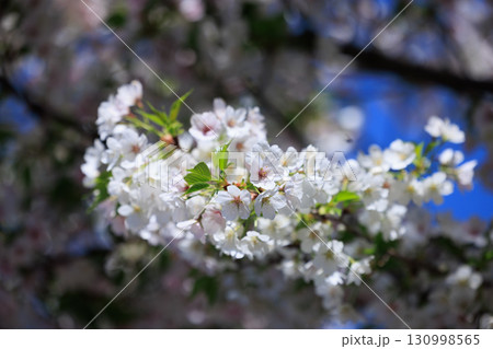 出会いと別れを彩る日本の花 サクラ 出会いと別れを彩る日本の花 サクラ 130998565