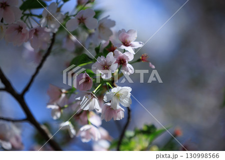 出会いと別れを彩る日本の花　サクラ 130998566