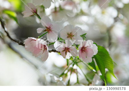 出会いと別れを彩る日本の花　サクラ 130998578