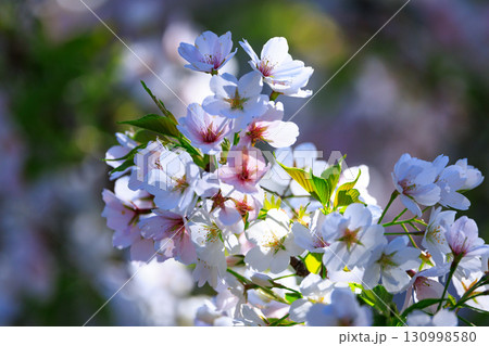 出会いと別れを彩る日本の花 サクラ 出会いと別れを彩る日本の花 サクラ 130998580
