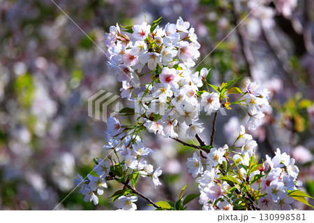 出会いと別れを彩る日本の花　サクラ 130998581